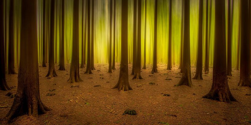 Leuchtender Wald von Piet Haaksma