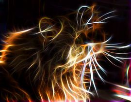 Katze von Rosa Fotoart