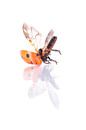 Flying ladybug by Celina Dorrestein thumbnail