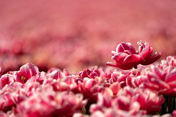 Dutch tulip by Maartje Bogaerts