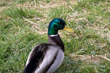 Bewoner Kinderdijk van Kim Van Uuden