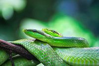 Tree Snakes