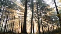 The forest shines