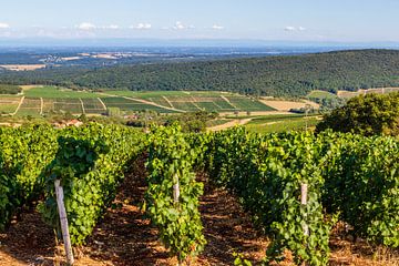 Landschap met wijnvelden op glooiende groene heuvels in Frankrijk, Europa van WorldWidePhotoWeb