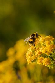on the job by Frans Bruijn