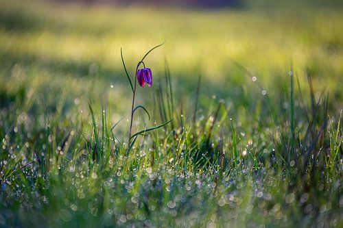 Kievitsbloem in het veld