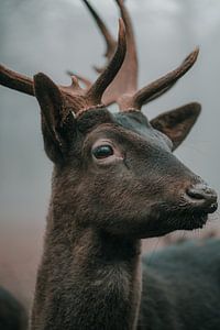 Deer van Oliver Hackenberg