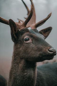 Deer by Oliver Hackenberg