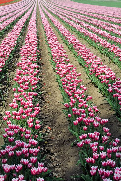 blooming tulips in spring on a tulip field near Magdeburg in Germany. by Heiko Kueverling