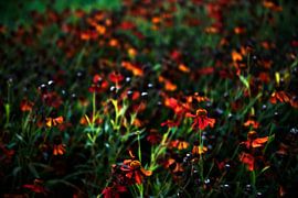 zonsondergang bloemenveld van Charlotte van de Zande