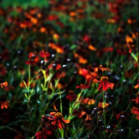 Flowerfield sur Charlotte van de Zande