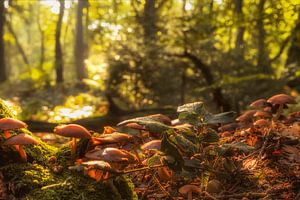 Herbstliche Stimmung im Vijlenerbos in Süd-Limburg von John Kreukniet