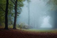 Mistig Bos in de vroege ochtend
