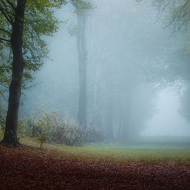 Mistig Bos in de vroege ochtend van Mireille Breen