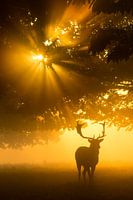 Mist op boom kan zonneschijn niet tegenhouden