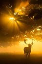 Nebel am Baum kann Sonnenschein nicht aufhalten, Kutub Uddin von 1x Miniaturansicht