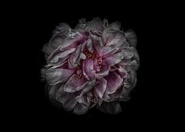 Backyard Flowers No 118 Color Version by The Learning Curve Photography