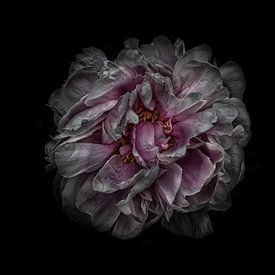 Gartenblumen Nr. 118 Farbversion von The Learning Curve Photography