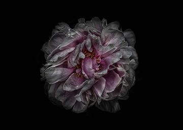 Backyard Flowers No 118 Color Version