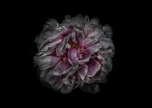 Backyard Flowers No 118 Color Version by The Learning Curve Photography