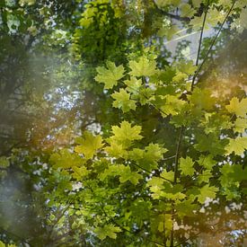 Een abstracte zomerdroom aan het water van Adriana Müller