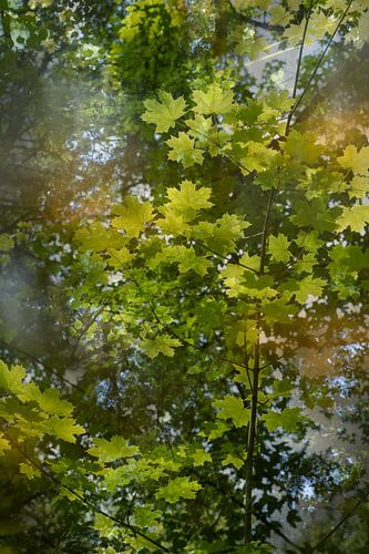 Abstrakter Sommertraum am Wasser von Adriana Müller