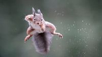 Woohoo! De Euforische Eekhoorn