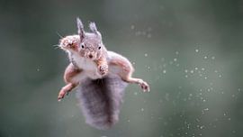 Juhu! Das euphorische Eichhörnchen von Alex Pansier