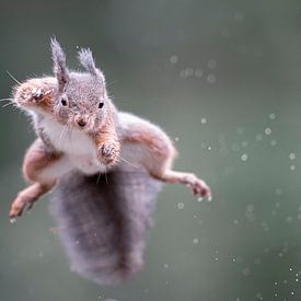 Woohoo! The Euphoric Squirrel by Alex Pansier