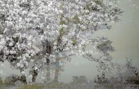 Lente