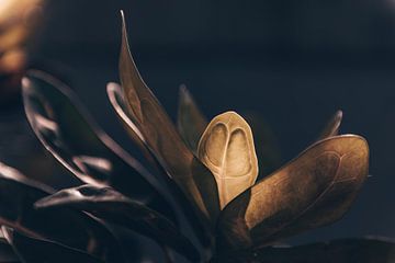 Bezaubernde Blätter: Sonnenlicht, Maserung und sanfte Gelbtöne von Troy Wegman