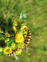 Caterpillar on Texel