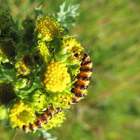 Caterpillar on Texel von Cristel Veefkind-Gous