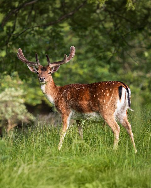 Majestätischer Damhirsch in den Dünen der Amsterdamer Wasserversorgung von Hevonax Photography