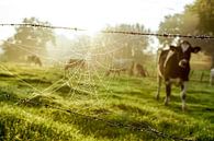 Spinnenrag met koe van Dirk van Egmond thumbnail