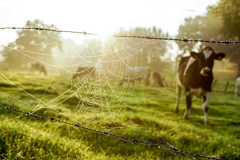 Spinnenrag met koe van Dirk van Egmond