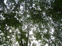 Lentegroen gebladerde bomen in het ochtendlicht