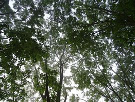 Lentegroen gebladerde bomen in het ochtendlicht von Edwin van Rossen