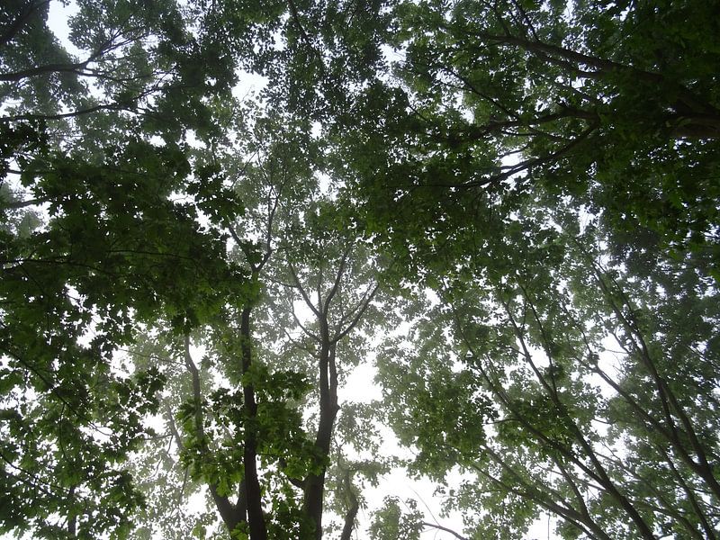 Lentegroen gebladerde bomen in het ochtendlicht by Edwin van Rossen