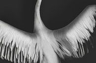 Freedom | wings | bird | photo print by Femke Ketelaar thumbnail