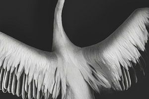 Freiheit | Flügel | Vogel | Fotodruck
