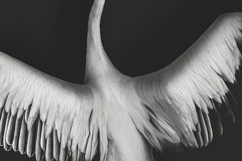 Vrijheid van vleugels vogel fine art foto print