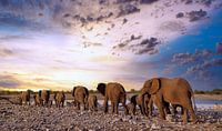 Elefantenherde wandert in den Sonnenuntergang, Namibia von W. Woyke Miniaturansicht