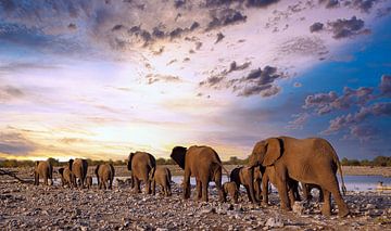 Troupeau d'éléphants marchant vers le coucher du soleil, Namibie