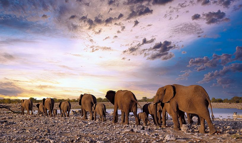 Elefantenherde wandert in den Sonnenuntergang, Namibia von W. Woyke