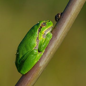 Grüner Laubfrosch von JorDieFotografie