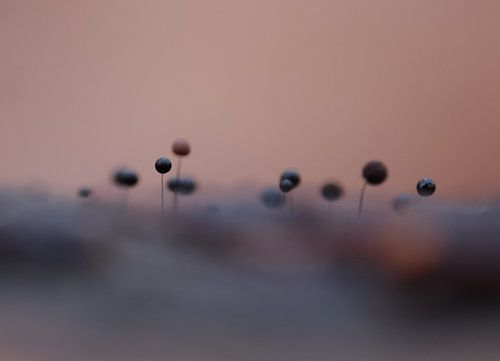 Kleine antennes