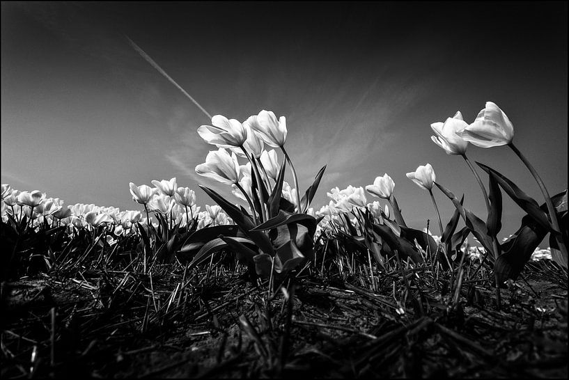 White tulips von Rene van Rijswijk