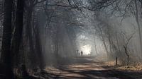 The forest