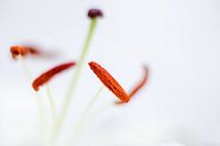 Lilly